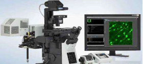 激光共聚焦显微镜的应用领域（上）