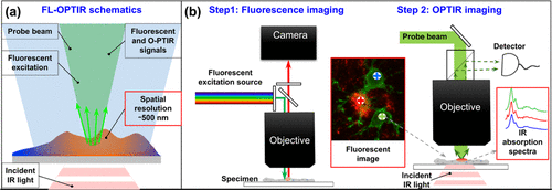 生物组织红外成像的全新手段—荧光引导光学光热红外显微光谱
