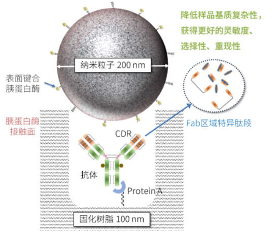 Fab区限制性酶切-nSMOL技术助力抗体药物血药浓度监测